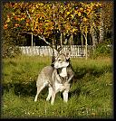 12 Hoest-Herbst-Autumn 07 * 2464 x 2568 * (5.19MB)